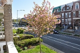 Kwanzan Cherry Tree 2009 01